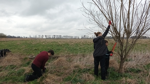 A young person kneels planting a willow whip whilst another is supported by an adults to use loppers to cut a willow tree branch