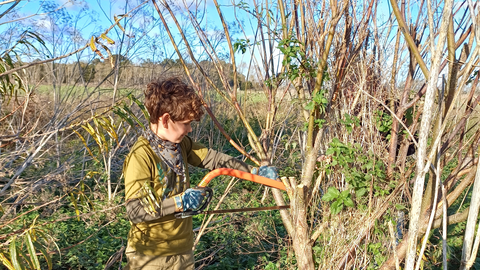 Youth Ranger Henry using saw to cut willow