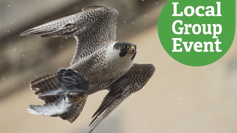 Peregrine falcon in flight carrying the evidence of a successful hunt