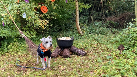 Schnauzer dog in hallowe'en outfit with a broom and cauldron in shrubs behind with hallowe'en decorations hanging in the trees