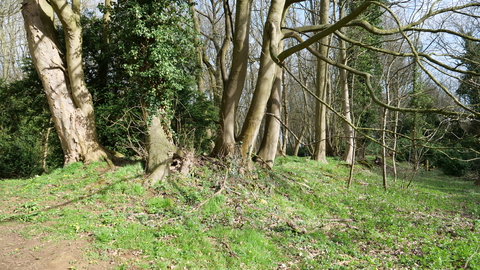 Ancient woodland