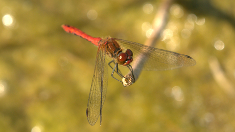 Dragonfly