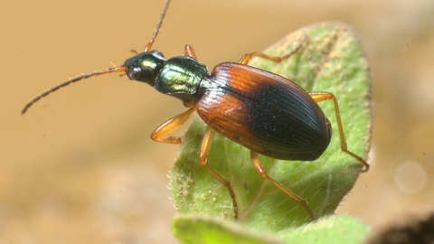 beetle