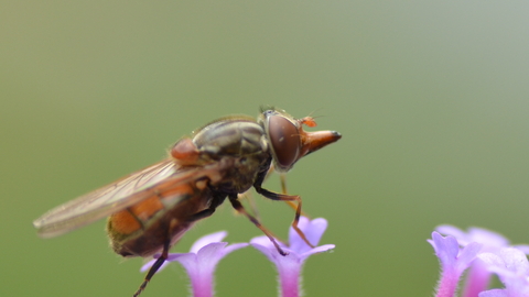 Hoverfly