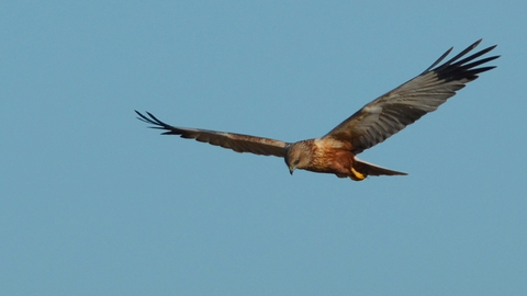 Marsh Harrier - Adam Jones