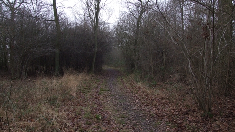 Southwick wood