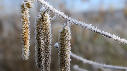 Hazel catkins in frost by Rebecca Neal