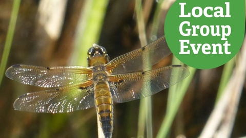 Four spotted chaser resting on a blade of grass over water. Local Group Event icon overlaid.