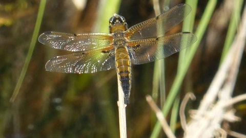 Four spotted chaser