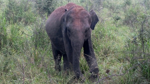 Sri Lanka