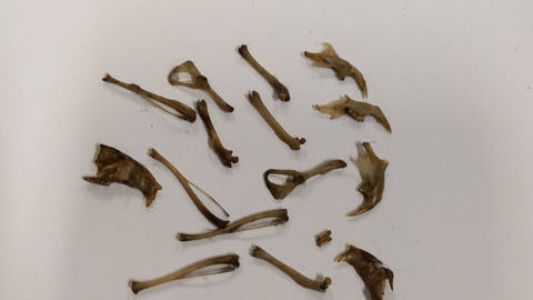 Bones from an owl pellet by Rebecca Neal