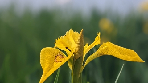 flag iris on Cambourne Nature Reserve by Rebecca Neal