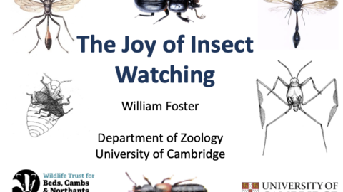 The Joy of Insect Watching