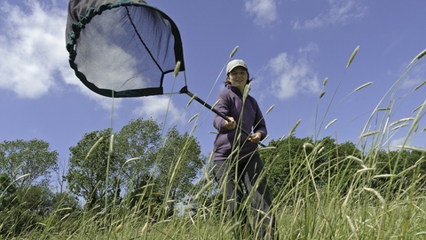 A woman sweep netting in long grass