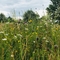 Flower-rich habitat at Trumpington Meadows