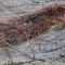 Beaver swimming in delta pit