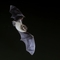 Daubenton's bat