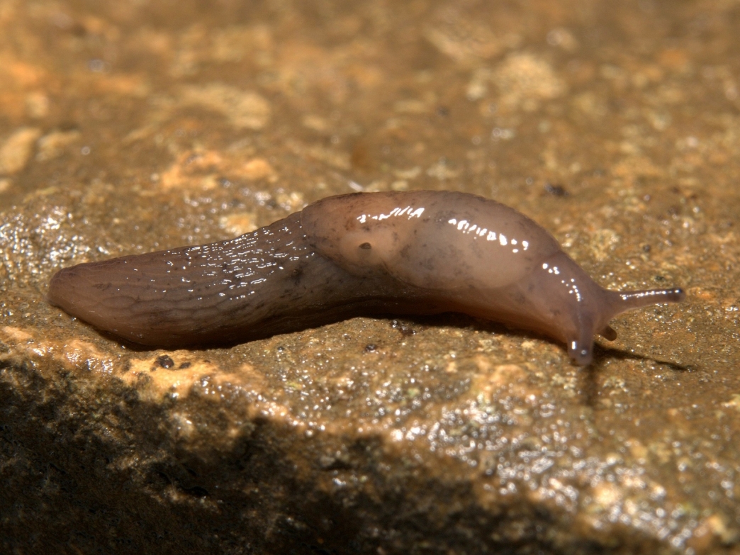 A good century for slugs | Wildlife Trust for Beds Cambs & Northants