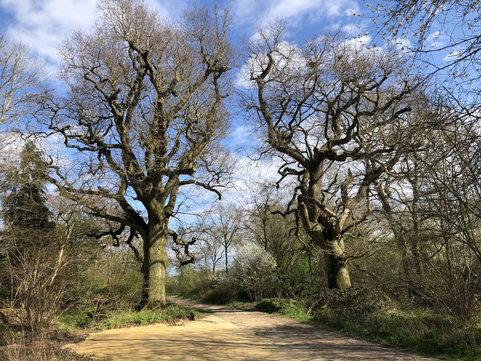 Discovering Brampton Wood | Wildlife Trust for Beds Cambs & Northants