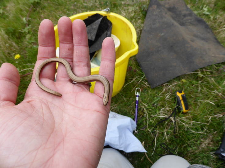 Settling Slow Worms | Wildlife Trust for Beds Cambs & Northants