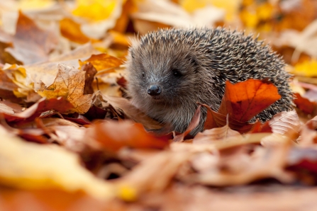 Hedgehog - Tom Marshall