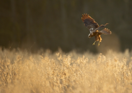 Marsh harrier over reeds