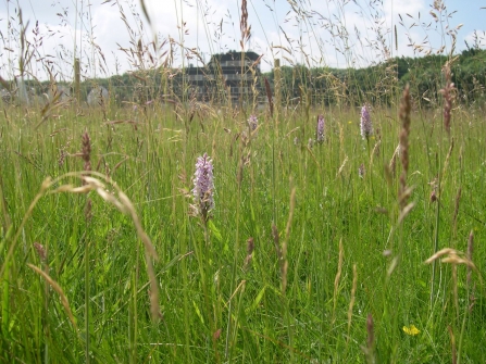Common Spotted Orchids at the Arqiva site