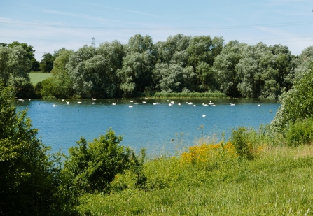 Swans at Grafham Water