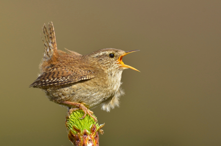 Singing wren