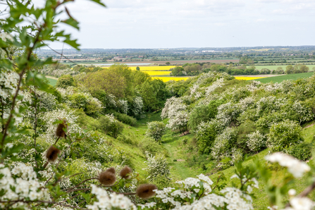 A view from Old Warden Tunnel with oilseed rape and hawthorn blooming