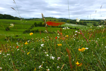 Wildflower meadow - Knocking Hoe NNR