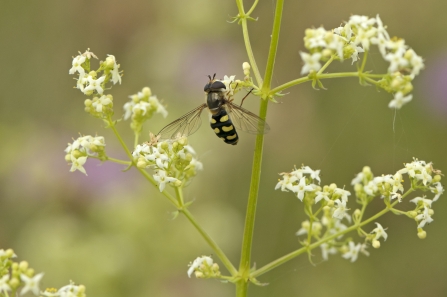 Hoverfly