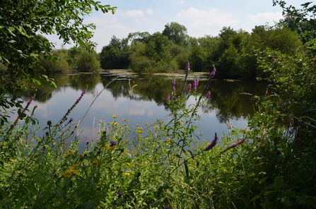 A view across the water with trees, purple loosestrife and a white butterfly