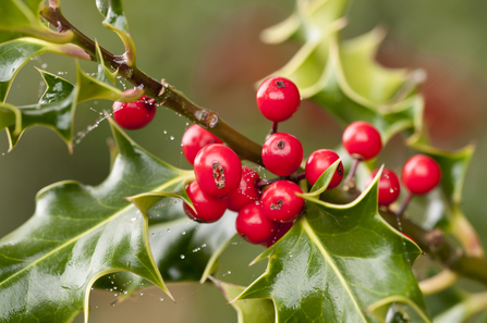 Holly with red berries