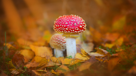 Fly agaric 