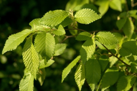 Elm leaves in the sun