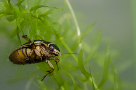 Great diving beetle