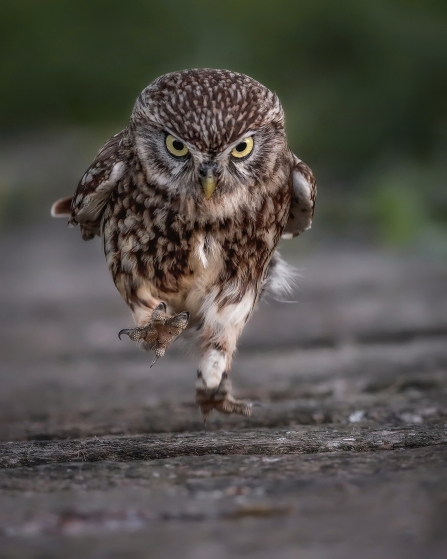 A Little Owl running along the ground