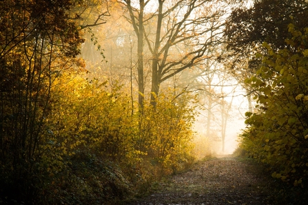 Wareseley Wood