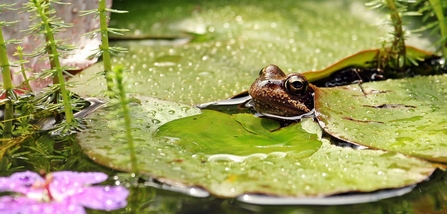 Frog in pond