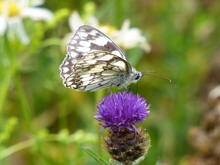 Marbled white on knapweed at Cambourne Nature Reserve 