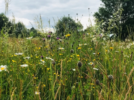 Flower-rich habitat at Trumpington Meadows