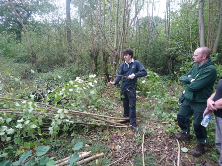 Coppicing at Hayley Wood | Wildlife Trust for Beds Cambs & Northants