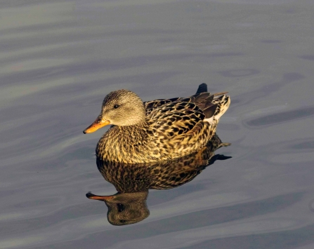 Dip Into The World Of Dabbling Ducks 