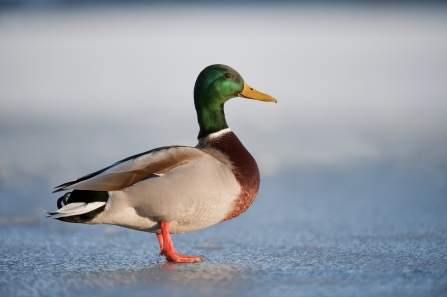 Dip into the world of dabbling ducks | Wildlife Trust for Beds Cambs ...