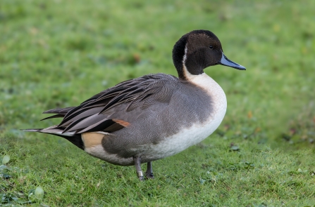 Male Pintail - Dabbling Ducks