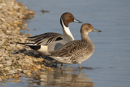 Pintail - Dabbling Ducks