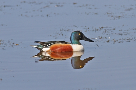 Male Shoveler - Dabbling Ducks