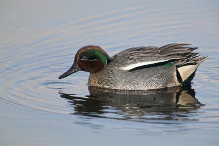 Male Teal - Dabbling Ducks