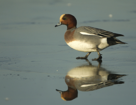 Male Wigeon - Dabbling Ducks